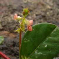 Indigofera nummulariifolia (L.) Livera ex Alston